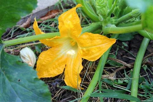 爱娱乐的吃瓜花  第3张